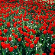 Ken Saunders from Parkinson Society Nova Scotia