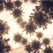 SAR-CoV-2 & Variants PEGS: C4 from PEGS: C4 