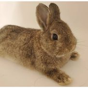 Barbara Burdick from Cuddle Bunny