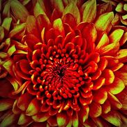 Rosa Barroso from Rosa Barroso, LMHC, The Therapy Labs 