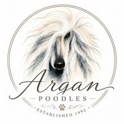 Angie Killian from Argan Poodles