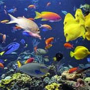Gary Wager from Divine Aquatic Supply, LLC