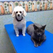 Jean Oberg DVM from My Animal Vet Mobile Service
