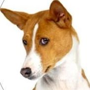 Kathie Upton from Blackwing Kennel