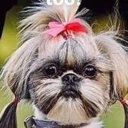 Patricia Wolf        from Healing and Wellness Team - https://manifesting.myctfo.com/opportunity_ctfo