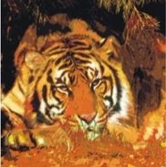 Karol Fodor from digital art inc-Giclee canvas reproductions