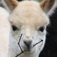 David McLeish JR from Dreamland Alpacas LLC
