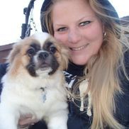 pampered pup luxury pet resort