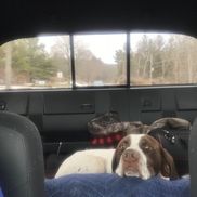 Creature Comforts Mobile Veterinary Service Sherman Alignable