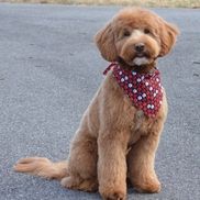Amy Lane from Fox Creek Farm Goldendoodles