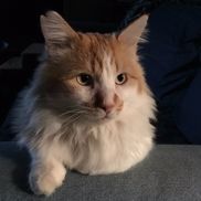 Lindsay Ganassa from The Feline Fix