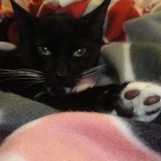 Maria from OnebyOne NJ Cat Rescue