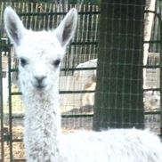 Tina Weston from Forest Glen Alpacas