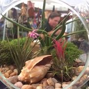 Les Stein from Plantstr – Air Plants & More