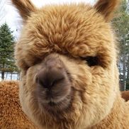 Matthew Varrell from Harvard Alpaca Ranch