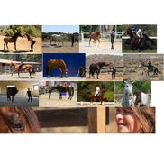 Alessandra Deerinck from Human Horse Sensing