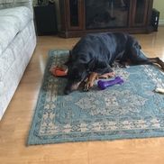 Tom Trimboli from Lasbury Tracy Realty inc