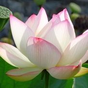Diana, Raven and Deborah from Secrets of Natural Walking Center of Asheville