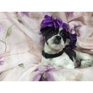 Shelly Covelli from Shell's Pet Grooming