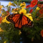 Terriann Kuhlmann from Real Brokerage