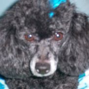 Lori Aldrich from 4 Sassi Paws
