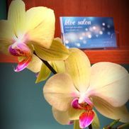 Krista Olson from Kloe Salon - krista leigh olson esthetics