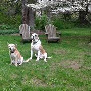 Ruth Pearl from Pet Assistance, Inc.