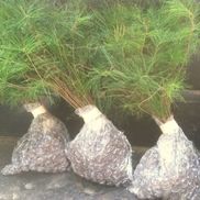 A J  from NurserySeedlings.Co