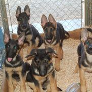 Vomhognadottirs from Vom Hognadottir Rottweilers And German Shepherds