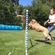 Corinn Halsey from Coexisting Canine Dog Training