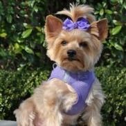 shari's pampered pets