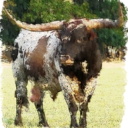 Steve Wehrly from Longhorn Label & Printing