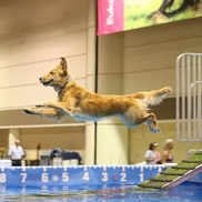 Sheila Cook from Golden Retrievers of Camelot House, LLC