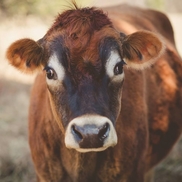 Henry The Curious Cow from Whitehall Farms