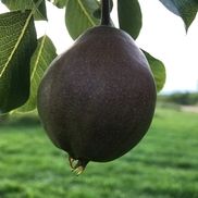 Gathering Winds Farm & Orchard