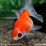 Marcie Rivera from The Wet Spot Tropical Fish