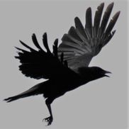 Ross Barrett from Crow Fly Digital Marketing 816-649-8502