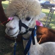 Shawneen Burdick from Garden of Eden Petting Zoo