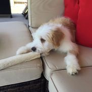 Elizabeth Maklary from Barking Life Pet Concierge