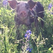 Kristie Wehe from Mockingbird Farm