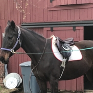 US Horse Welfare and Rescue Org