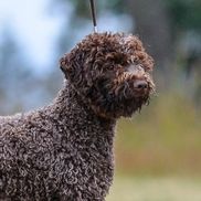 Debbie Bentzen from West Coast Lagotto
