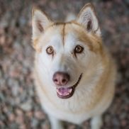 Marcel Marcotte from Red Woof Inn Doggie Daycare