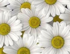 Gina Fries from Jen-Mor Florist