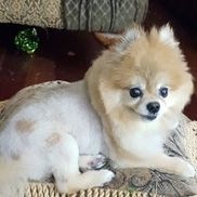 Kristina Robertson from The Pet Spa at Barkley Square