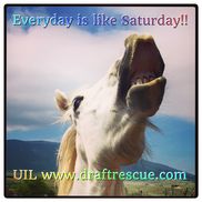 Deborah Derr D.C from United In Light, Inc., draft horse sanctuary 