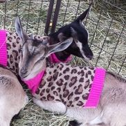 Dan Bergeron from Gray Raven Farm