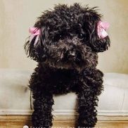 Dominique Toy-Poodle-extraordinaire from B Designs Interiors