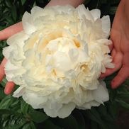 Allison Gaylord from Alaska Beauty Peony Cooperative