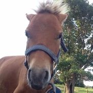 Sherri Crider from Guardian Oak Growth By Giving Assc., Inc.